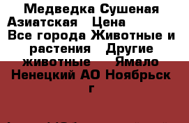 Медведка Сушеная Азиатская › Цена ­ 1 400 - Все города Животные и растения » Другие животные   . Ямало-Ненецкий АО,Ноябрьск г.